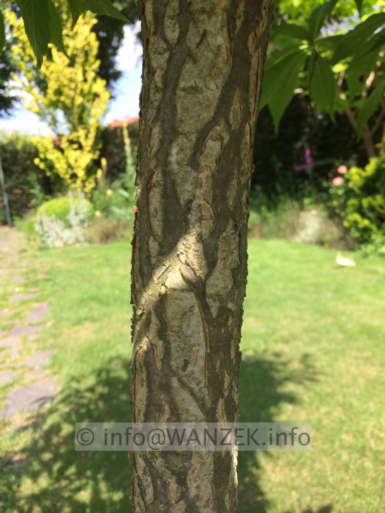 Aesculus flava - Rinde.JPG